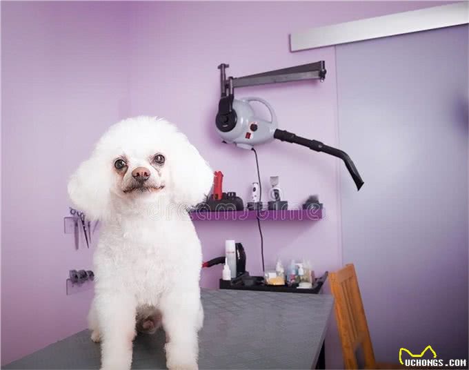 宠物犬美容与健康