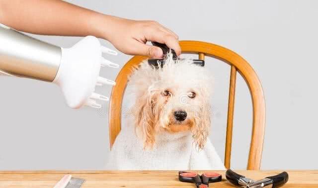 宠物犬美容与健康