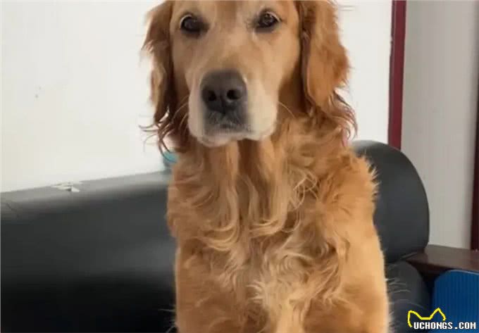 狗狗不喜欢你的表现