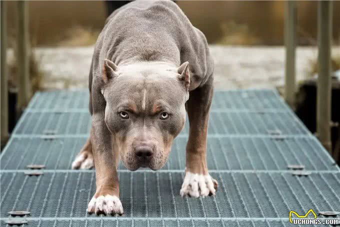 江湖人称五大猛犬的狗，你全都了解吗?