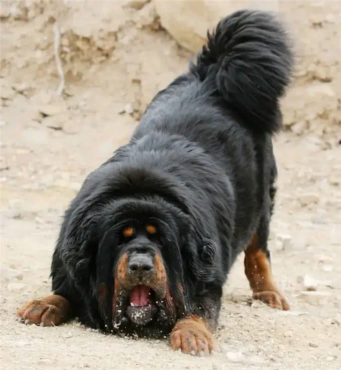 江湖人称五大猛犬的狗，你全都了解吗?