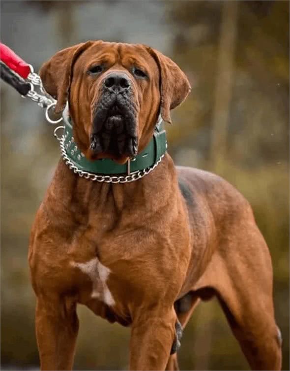 江湖人称五大猛犬的狗，你全都了解吗?