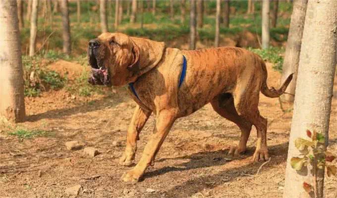 江湖人称五大猛犬的狗，你全都了解吗?