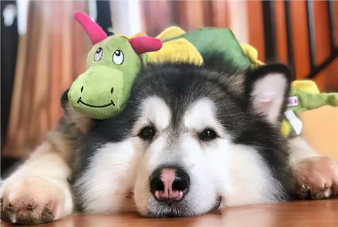 江湖人称五大猛犬的狗，你全都了解吗?