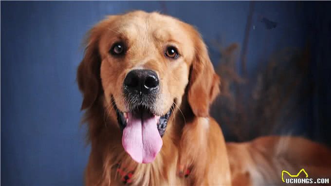 江湖人称五大猛犬的狗，你全都了解吗?