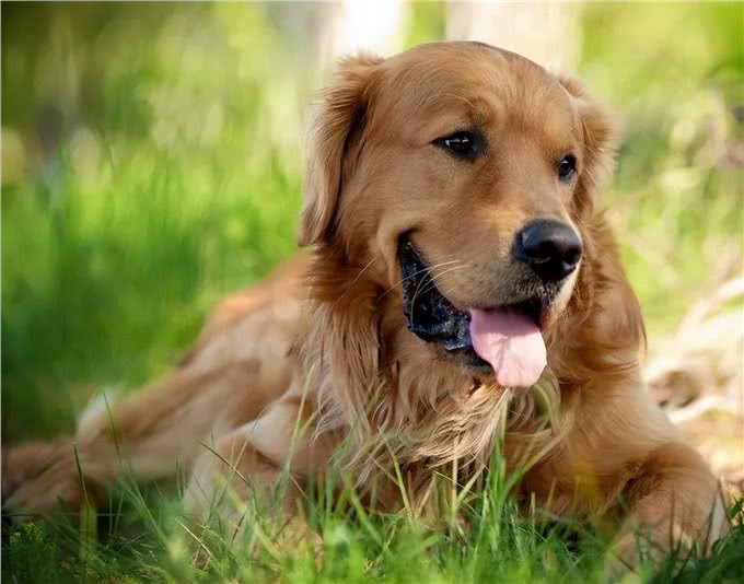 江湖人称五大猛犬的狗，你全都了解吗?