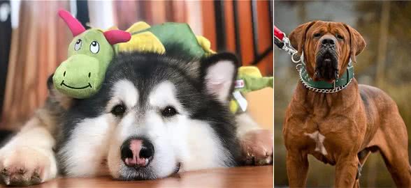 江湖人称五大猛犬的狗，你全都了解吗?