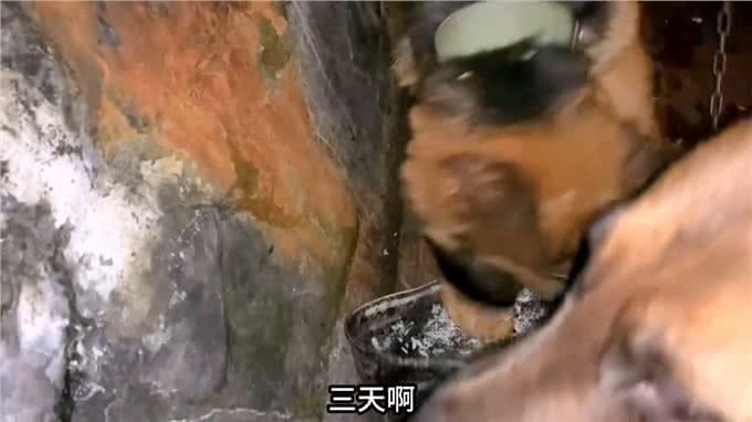 买条赛级德牧靠着繁殖，本以为是王者特码的却是个叼毛我服了