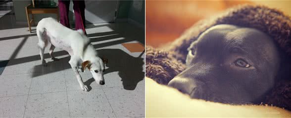 狗狗受伤要送医院，居然还咬人!这样做才不会对狗造成二次伤害