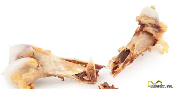 7种食物会使狗狗致命必须高度重视