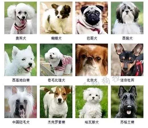 外国女子怀孕做B超，拍出一条狗影子，知道真相后不淡定了