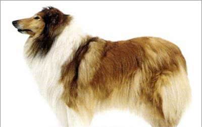 宠物大全:苏格兰牧羊犬详细资料