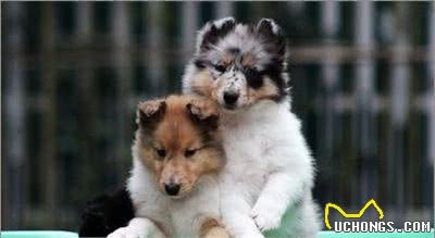 宠物大全:苏格兰牧羊犬详细资料