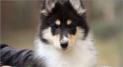 宠物大全:苏格兰牧羊犬详细资料