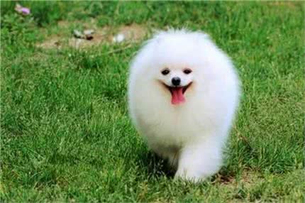 喜爱洁净博美犬怎么训练大小便?训练博美犬上厕所有方法!