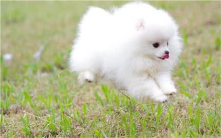 喜爱洁净博美犬怎么训练大小便?训练博美犬上厕所有方法!