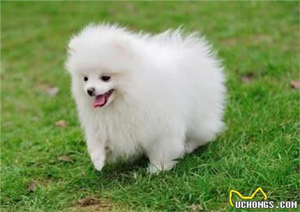 喜爱洁净博美犬怎么训练大小便?训练博美犬上厕所有方法!