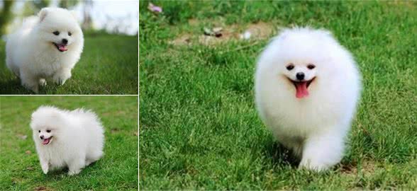 喜爱洁净博美犬怎么训练大小便?训练博美犬上厕所有方法!