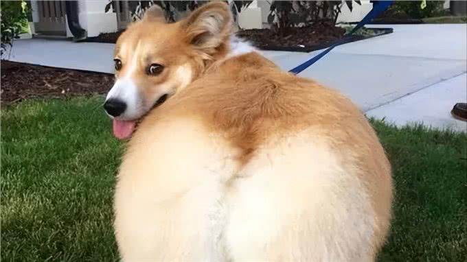 狗狗怎么洗都有臭味?可能是肛门腺没有清理干净