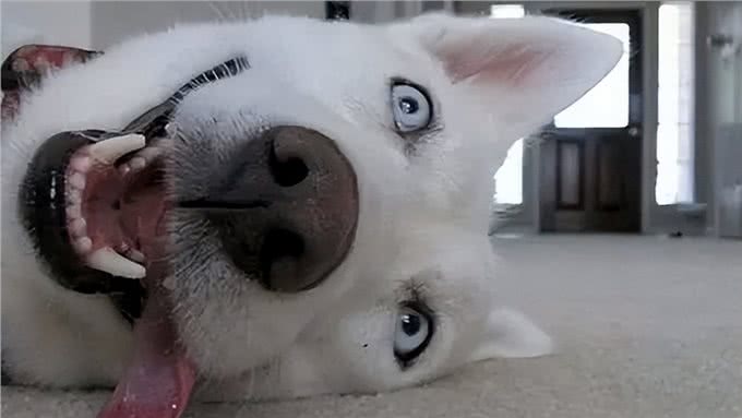 狗狗怎么洗都有臭味?可能是肛门腺没有清理干净