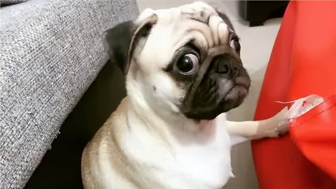 狗狗怎么洗都有臭味?可能是肛门腺没有清理干净