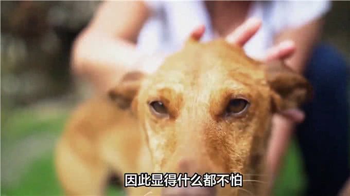 狗眼看人低有科学依据吗?