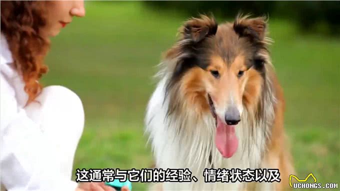 狗眼看人低有科学依据吗?