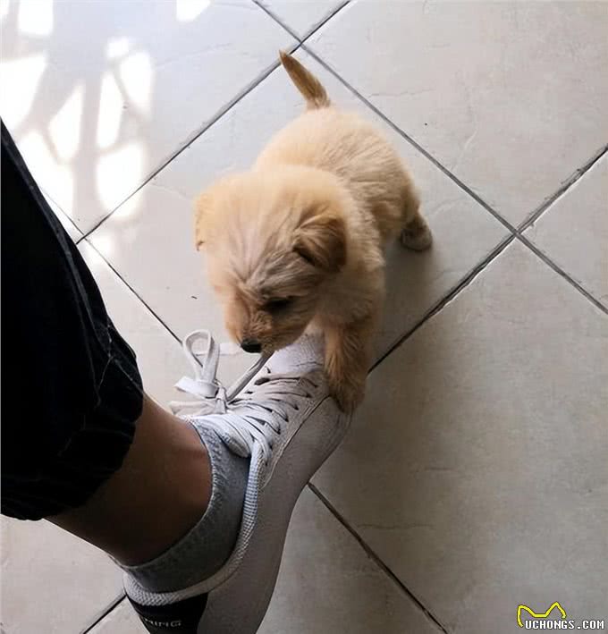 狗狗总是立起来抓裤脚，不是捣蛋，而是想和你说这些