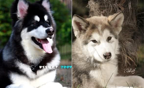 巨型阿拉斯加雪橇犬怎么养?最正确的巨型阿拉斯加雪橇犬日常喂养