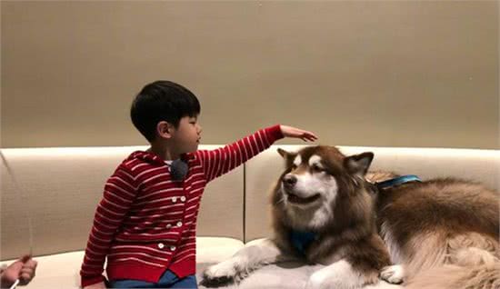 狗狗能吃盐，吃盐会不会对狗狗有危害，你应该看看