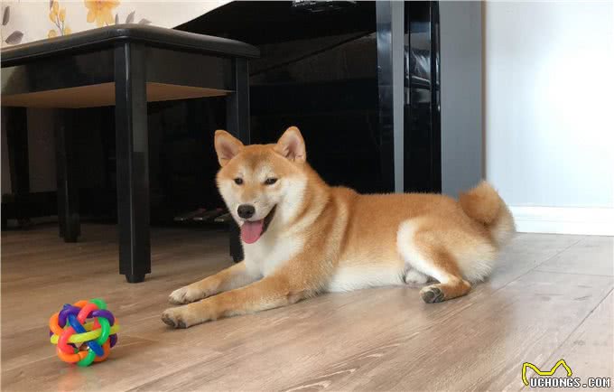 最严限狗令出台遛狗需起早贪黑大家怎么看?