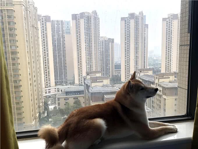 最严限狗令出台遛狗需起早贪黑大家怎么看?