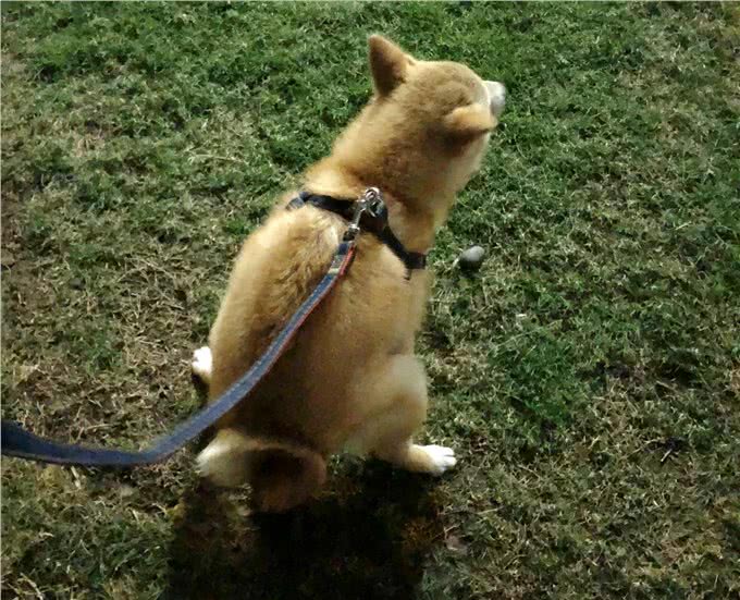 最严限狗令出台遛狗需起早贪黑大家怎么看?