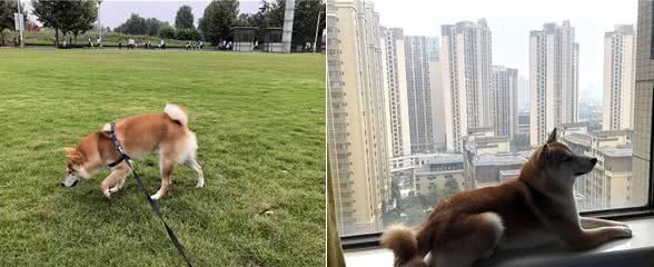 最严限狗令出台遛狗需起早贪黑大家怎么看?