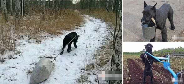 心酸!雪纳瑞为照顾残疾主人，每天都要干很多活!