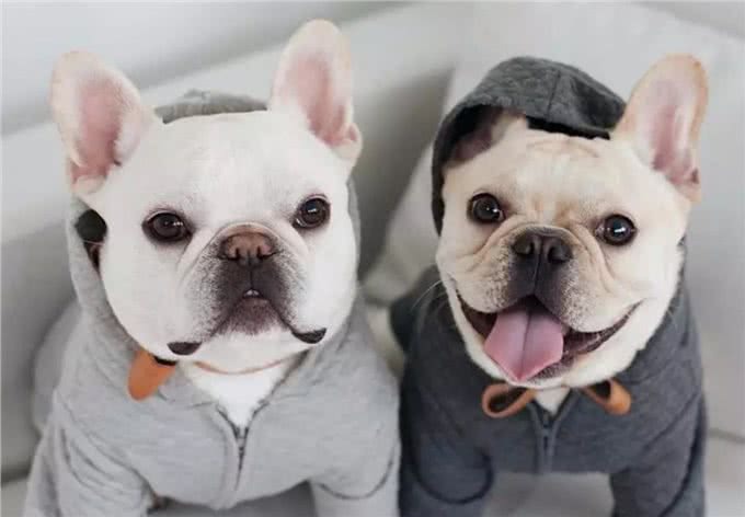 法斗犬能活多久?想要让它活得久一些，不妨从这些地方入手
