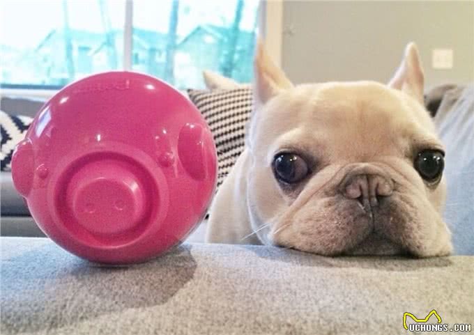 法斗犬能活多久?想要让它活得久一些，不妨从这些地方入手