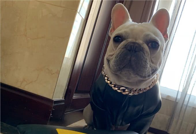 法斗犬能活多久?想要让它活得久一些，不妨从这些地方入手