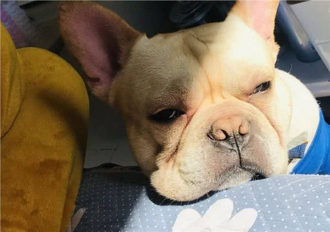 法斗犬能活多久?想要让它活得久一些，不妨从这些地方入手