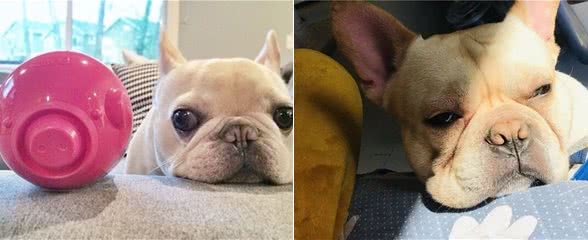 法斗犬能活多久?想要让它活得久一些，不妨从这些地方入手