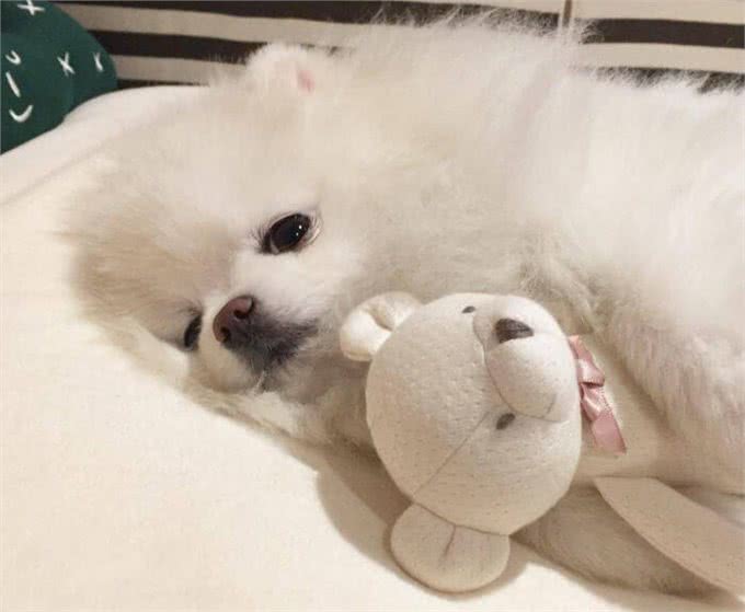 博美放屁特别臭是什么原因导致的?
