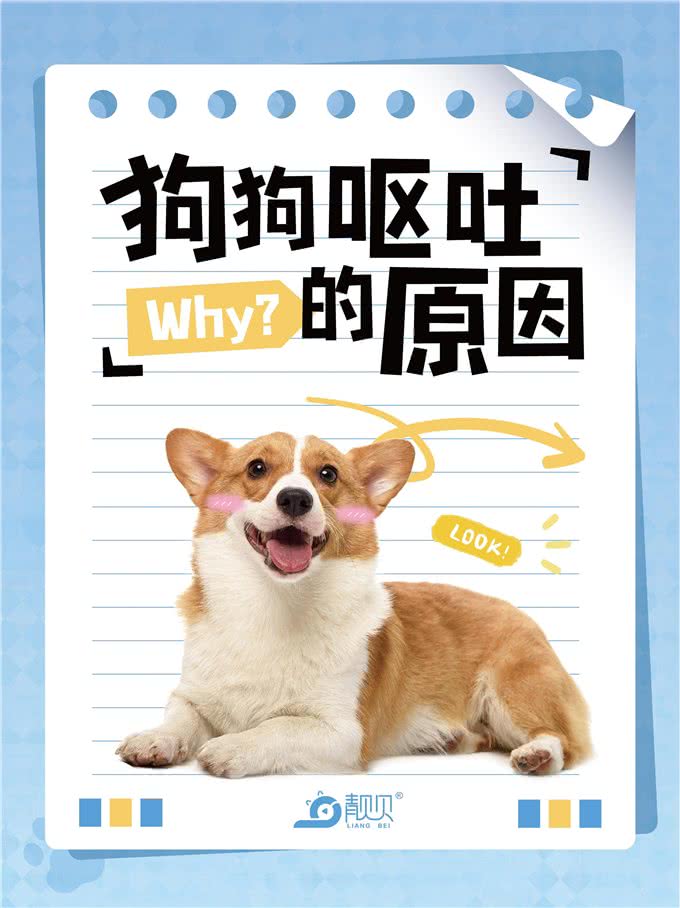 萌宠小科普|狗狗呕吐