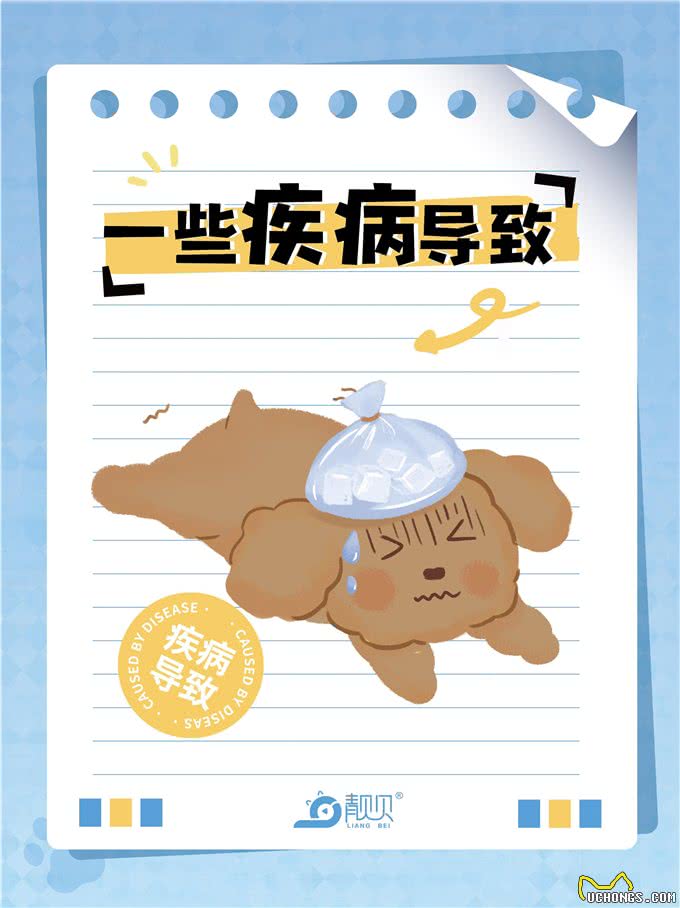 萌宠小科普|狗狗呕吐