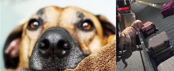 狗狗的嗅觉有多强大?不仅能闻出癌症等疾病，还能闻出女生生理期