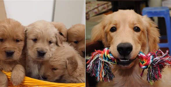 如何能够挑选到品相好的金毛犬呢?通过检验这些部位不会出错