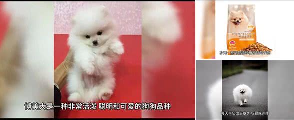 博美犬小狗狗的养护与喂养—萌宠日常记录