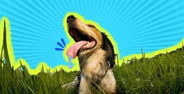狗狗为什么会喘气?不仅是为了保持凉爽