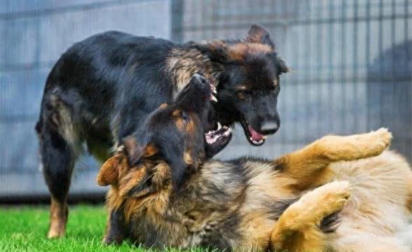 莫养烈犬,养犬有责