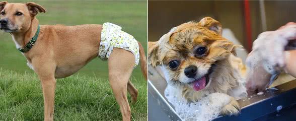 不建议新手养母狗,因为这一点,你hold不住!