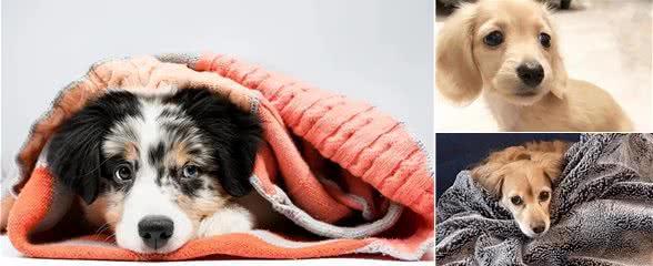 没有一只狗能逃过被静电毁容?5招解决狗狗身上静电!